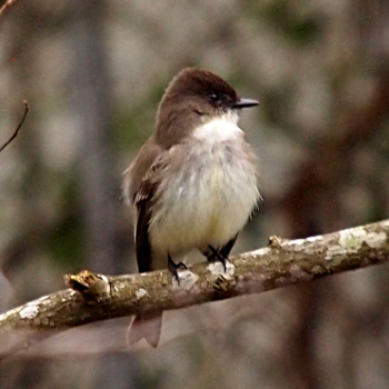 [This bird has a dark brown head and back and a white breast. The beak is small, sharp, and dark.]